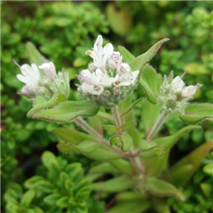 Herb Mint - Mountain (Pycnanthemum Pilosum)